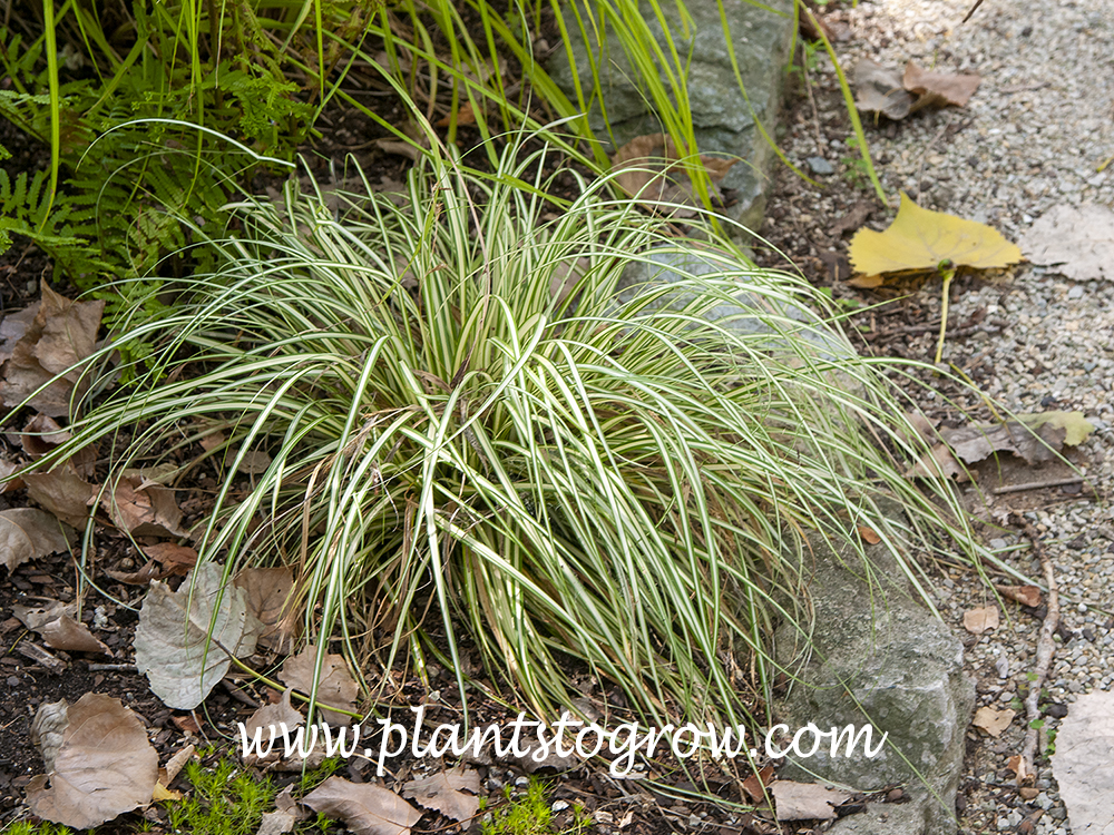 Grasshopper Sedge (Carex)
